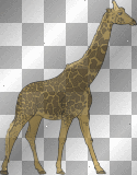  animal giraffe louise♥♥
