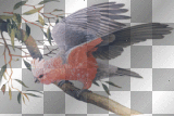BIRD*