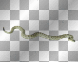 artemia transparent animal green-snake