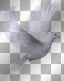 birds vögel ludmilla1959     