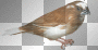 animated bird brown white dubravka4