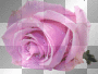 pink rose flower