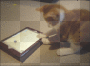 Cat Playing Ipad game gifPAD