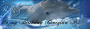Winter Dolphins:)