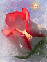 rosa_Nieve