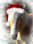 Laika wish you a merry Christmas Laika wish you a merry Christmas