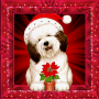 merry christmas to all my blingee friends merry christmas to all my blingee friends