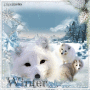 Foxes in winter