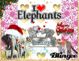 *Elephants....