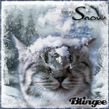 Cat in the Snow
