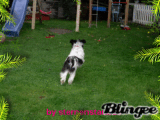 Mein Hund
