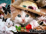 Pretty Kitty
