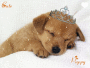 Cute puppy