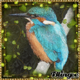 The Kingfisher