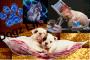Dogz Life