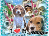 I love my beagle