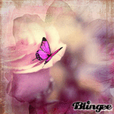 Rose & papillon