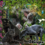 Black Cat Jungle Black Cat Jungle