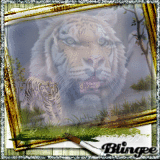 eye of the tiger
