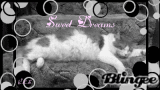 Sweet Dreams Kitty