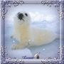 Baby Seal