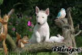 Bull Terrier baby