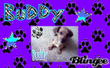 Buddy