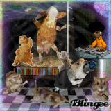 Animal - Party