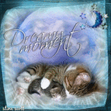 Kitten's Dreamy Moment