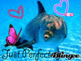 Dolphin