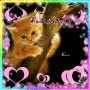 Sweet Kitty: by Maddi 