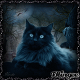 Cat at Night