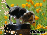 Dog smelling flower
