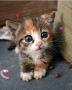 Kitty