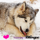 Snow dog