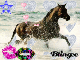 cheval brillant
