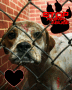 Please Stop Animal Abuse