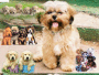 Puppies