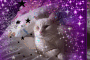 STARRY CAT