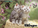 les chats