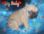 bb esmeralda et bambou bull De Sabres