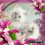 spring kitten