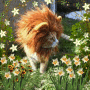Katze
