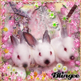 Pink spring bunnies Pink spring bunnies