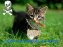 Méchant petit chat!