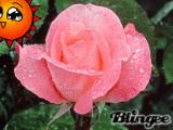 une rose