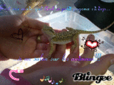 voici mon lézard préferer