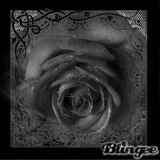 Black Rose
