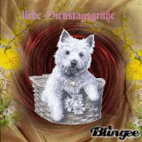 Dienstagsgrüße