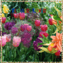 FLOWER LOVE